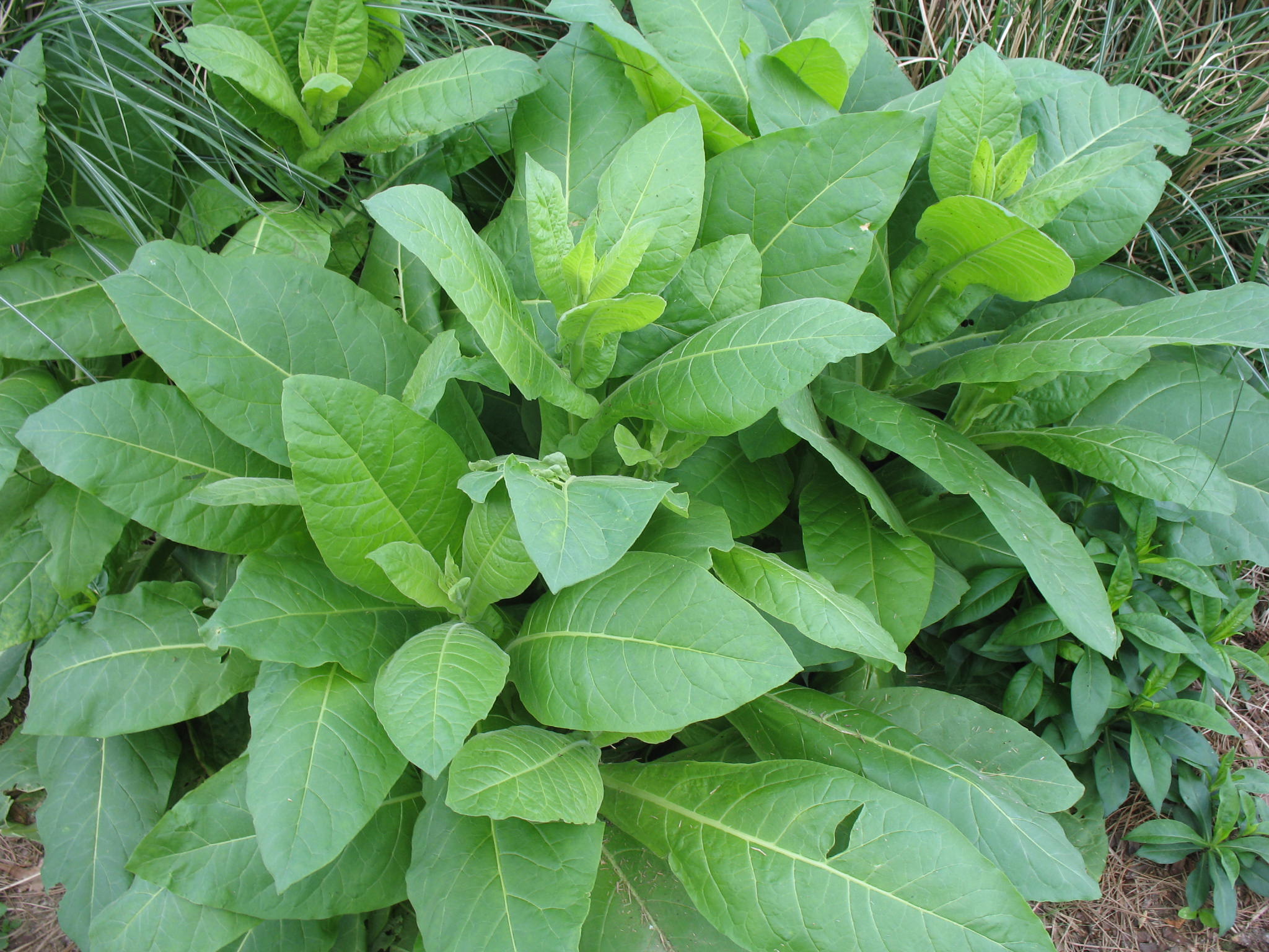 Online Plant Guide Nicotiana sylvestris / Flowering Tobacco